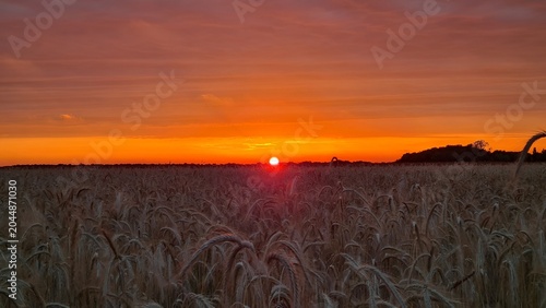 Φωτογραφία Magnifique coucher de soleil sur un champ de blé peu de temps avant la moisson (