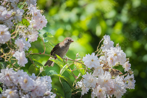 Bild auf Leinwand Small sparrow perched among white roses in a sunlit garden, delicate spring wild