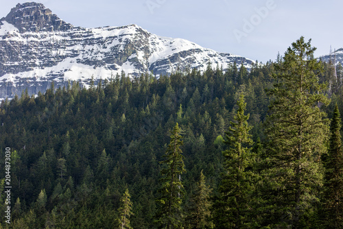 Canvastavla Summer in Montana, Glacier NP Avalanche Lake Trail, High Mountain Peaks and Fore
