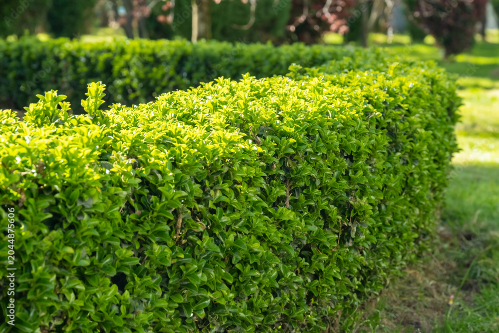Obraz premium Green hedge trim in a garden area during the daytime with bright sunlight shining on the foliage and green grass surrounding it