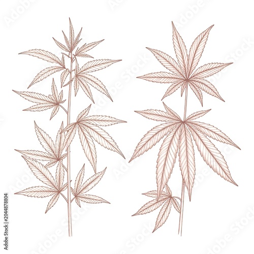A brown line drawing of two sets of leaves with pointed tips against a white background