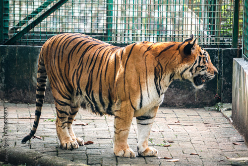 Sumatran tiger walks through a zoo enclosure, showcasing muscular build and iconic orange striped coat.