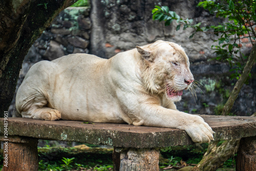 White tiger resting calmly, highlighting facial features and thick pale fur in daylight.