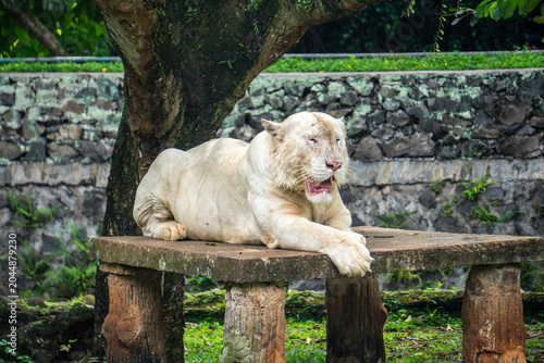White tiger rests on an elevated wooden structure, creating a striking wildlife portrait in daylight.