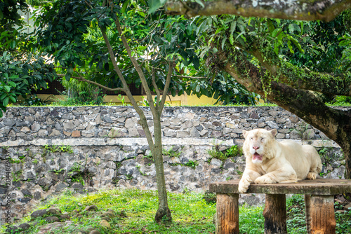 White tiger relaxes near a stone wall while partially framed by trees, creating a peaceful wildlife scene.
