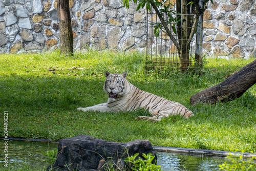 White tiger relaxes on green grass within a zoo habitat, displaying pale fur and calm watchful behavior.
