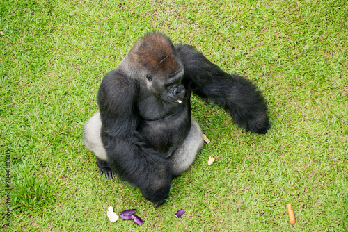 Gorilla sits comfortably on green grass, creating a striking wildlife portrait in a natural enclosure.