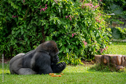 Western lowland gorilla sits peacefully near flowering vegetation, creating a serene wildlife scene rich in natural texture.