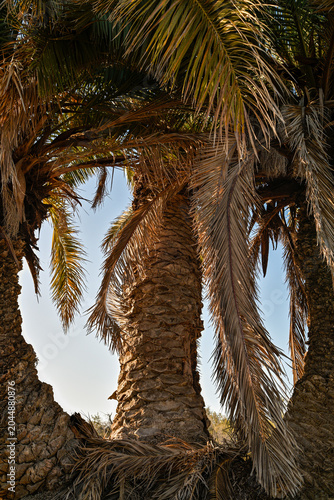 palm tree silhouette