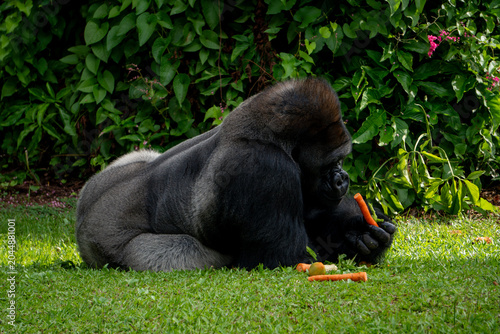 Gorilla feeds calmly beside dense foliage, highlighting intelligence, strength and natural primate behavior.