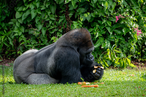 Western lowland gorilla enjoys food while resting on grass, framed by vibrant greenery in a zoo habitat.