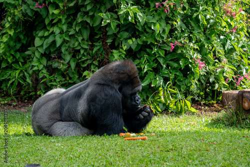 Gorilla relaxes on green grass while holding food, surrounded by dense foliage in a tranquil enclosure.