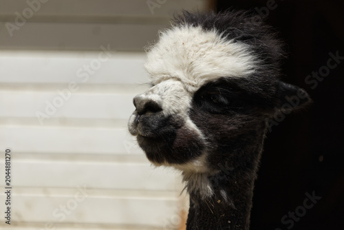 Bild auf Leinwand A black-and-white alpaca standing in front of a barn.