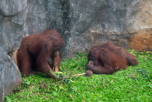 Orangutans spend a quiet moment on grassy ground inside a naturalistic enclosure surrounded by stone walls.