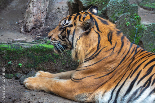 Sumatran tiger turns its head while resting, highlighting muscular form and striking striped coat in captivity.