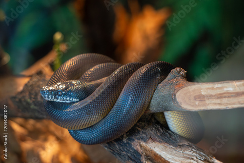 Canvas Print Fire eel curves gracefully across driftwood in a tropical aquarium, highlighted by warm light and shallow depth