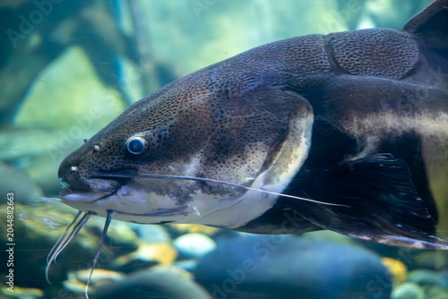 Catfish drifts through clear aquarium water, offering a striking side profile against a softly blurred backdrop.