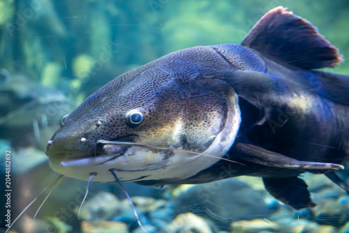 Catfish head inside an aquarium, showcasing textured skin, whiskers and alert eyes underwater.