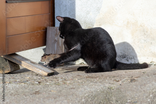 Quadro su tela Black domestic cat playing with a captured mouse on a sunny courtyard