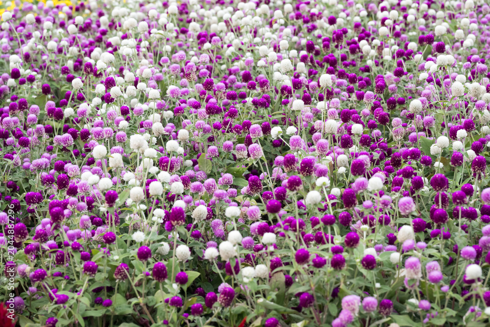 Obraz premium Beautiful Globe Amaranth (gomphrena globosa) flowers.
