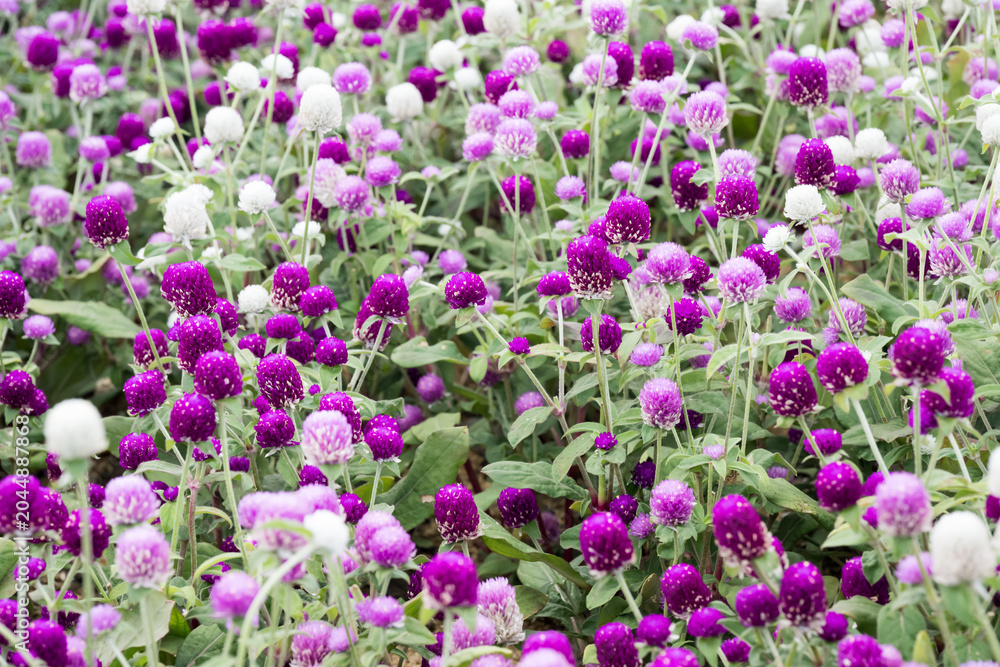 Obraz premium Beautiful Globe Amaranth (gomphrena globosa) flowers. 