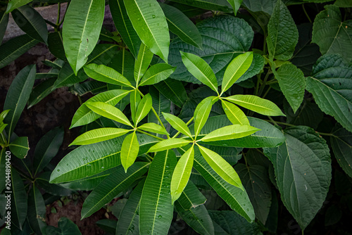 Close up of bright green palmate leaves growing on a tropical plant