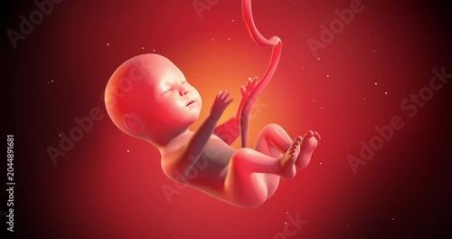 Biological illustration of reproduction and fetal development in human body. Medical and Health Related 3D Animation.