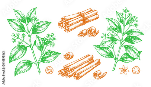 Εκτύπωση καμβά Cinnamon spice set hand drawn cinnamon sticks, leaves and flowers vector botanic
