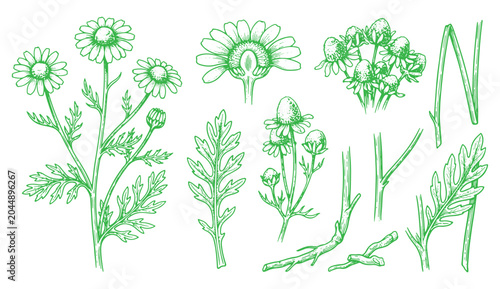 Photos Set of hand drawn chamomile flowers, leaves, stems and buds
