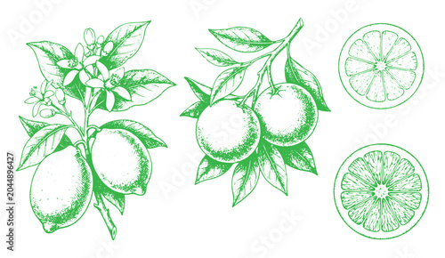 Schilderij op canvas Vintage botanical illustration of citrus aurantium and limon with fruits, flower