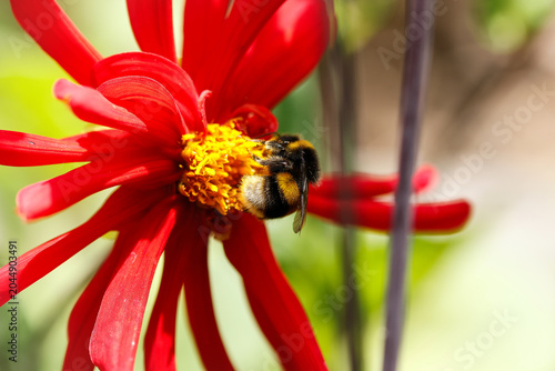 Photos Bumble Bee retrieving nectar and pollen from a red Dahlia flower