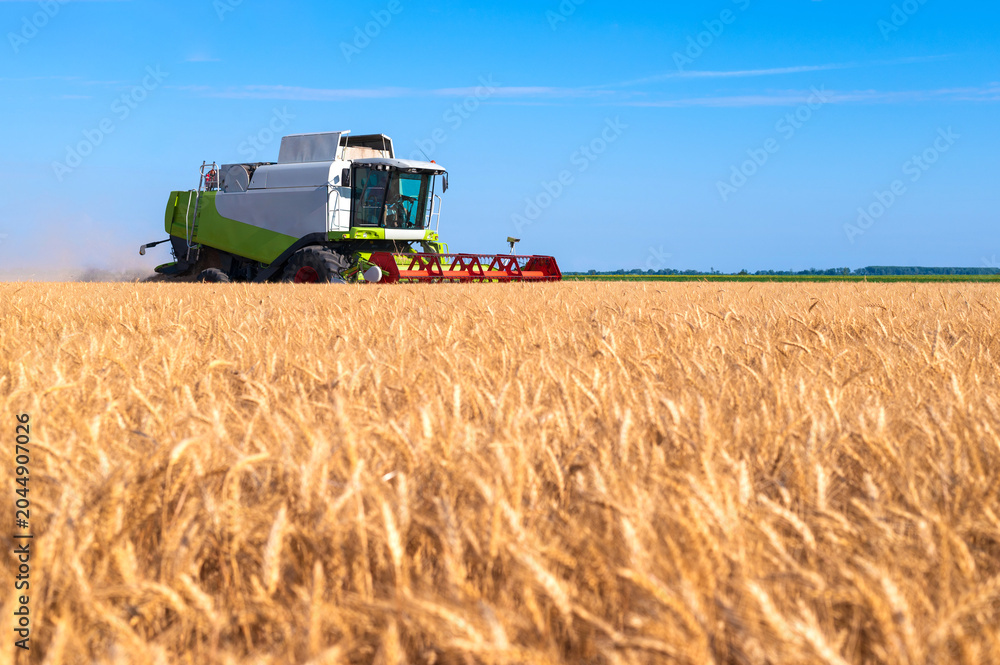 Obraz premium Harvester combine harvesting wheat in summer