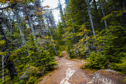 Photos Timber footbridge and walking path curving into a lush green pine and spruce wil