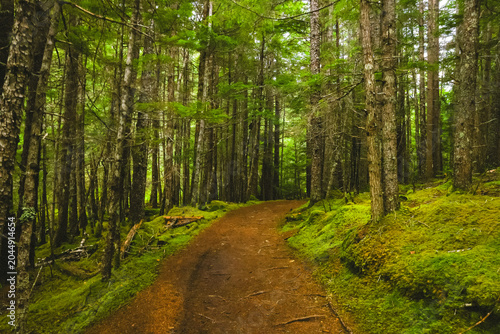 Tableau sur toile Backcountry forest path with exposed tree roots and rocks cutting through a dens