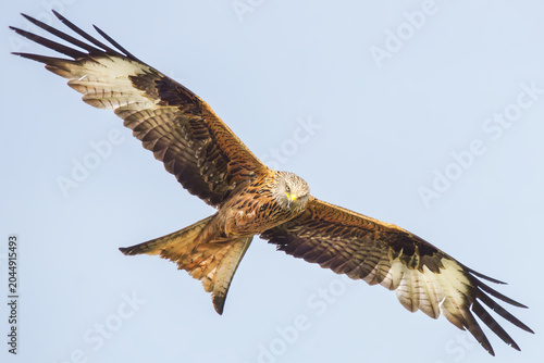 Fliegender Rotmilan