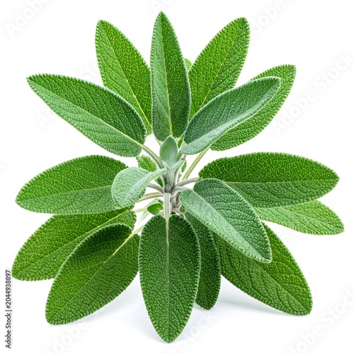 A vibrant green plant with elongated oval-shaped leaves