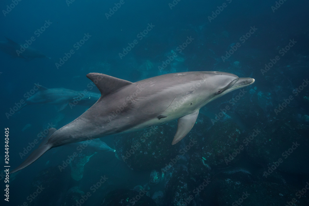 Fototapeta premium dolphins in the water