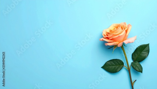 Elegant peach rose on a soft blue background, delicate petals unfurling