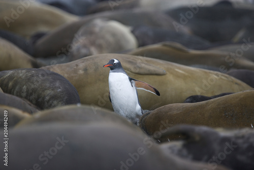 Gentoo Penguinn walking among resting elephant seals on South Georgia Island