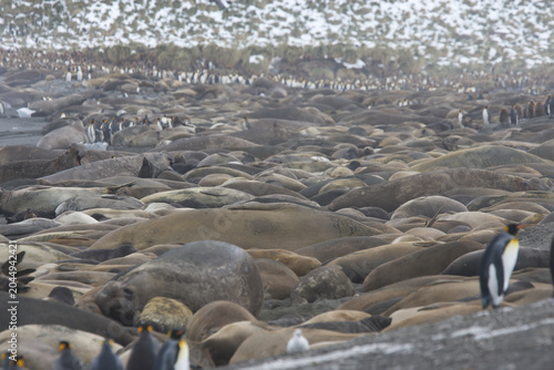 Elephant Seals resting on South Georgia Island