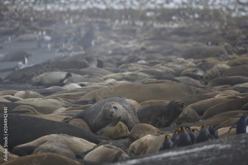 Elephant Seals resting on South Georgia Island