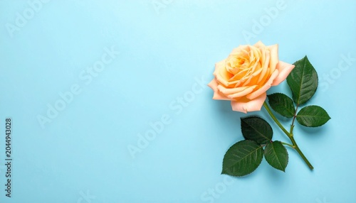 A single, delicate peach rose with dark green leaves rests on a soft blue background