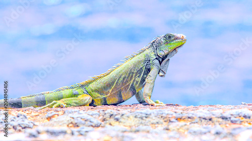 Photography A green iguana perched atop a rough, rocky surface, illuminated by natural light against a blurred, soft-focus blue backdrop