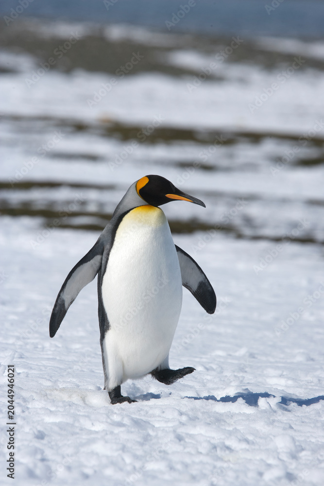 Obraz premium King Penguin on South Georgia Island