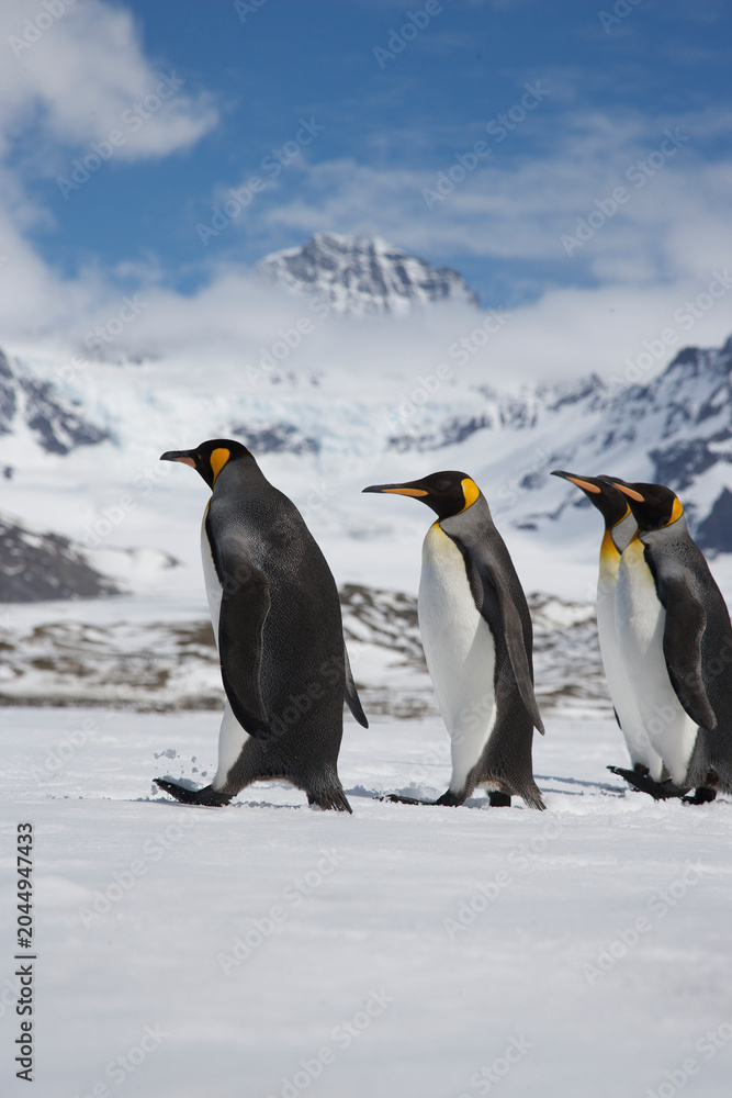 Obraz premium King Penguins on South Georgia Island