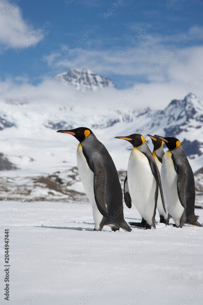 Obraz premium King Penguins on South Georgia Island