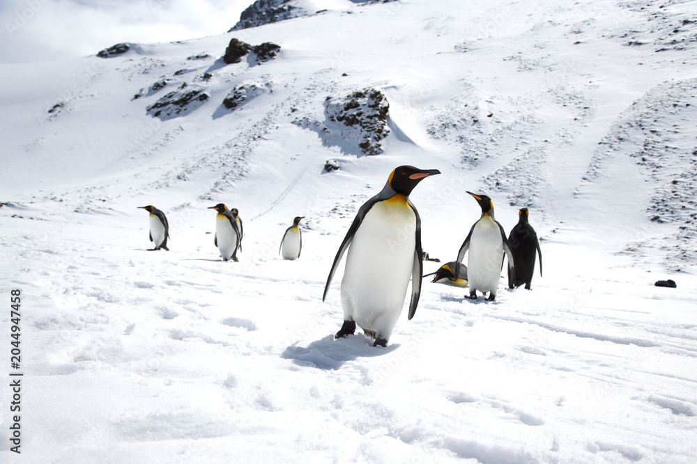 Obraz premium King Penguins on South Georgia Island