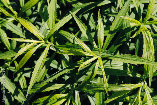Foto Green plant leaves closeup in strong natural sunlight