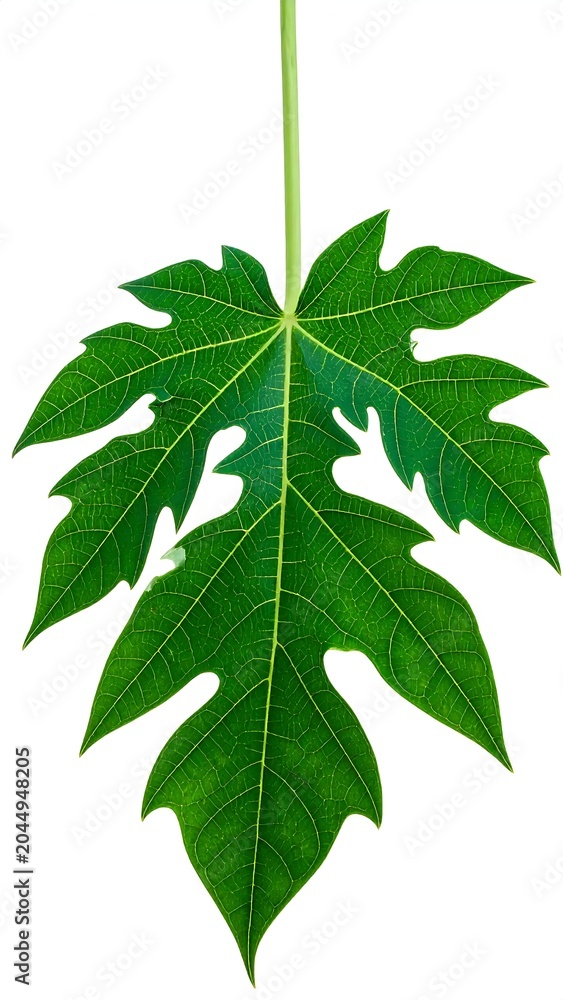 Fototapeta premium Vibrant Green Papaya Leaf Isolated on White Background