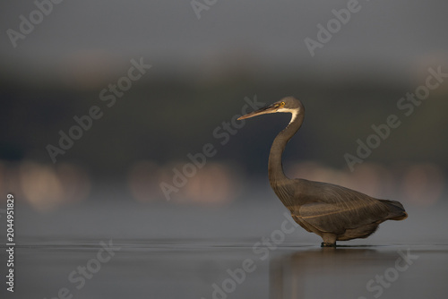 Foto A eye level shot of Western reef heron fishing at Eker coast, Bahrain